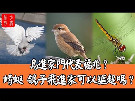 中國東北氣候 鳥飛進家裡怎麼辦